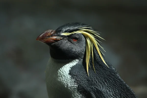 Northern rockhopper penguin — Stock Photo, Image