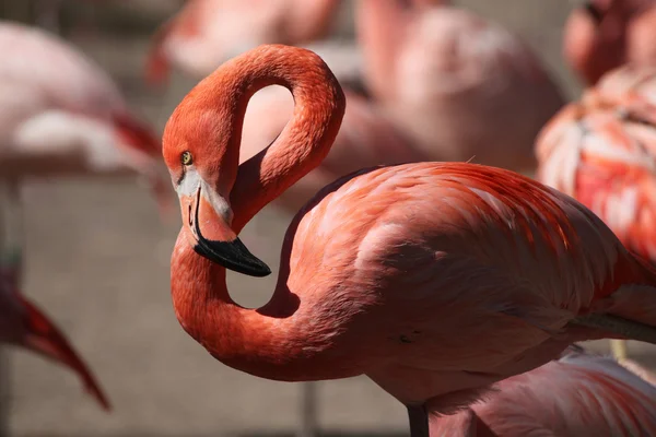 Flamingo caribenho (Phoenicopterus ruber ) — Fotografia de Stock
