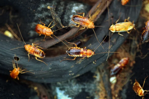 Turkestan cockroaches (Blatta lateralis) — Stock Photo, Image