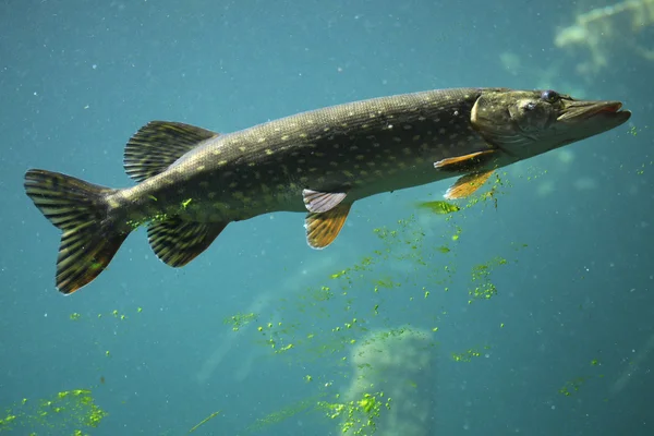 Hecht (Esox lucius)) — Stockfoto