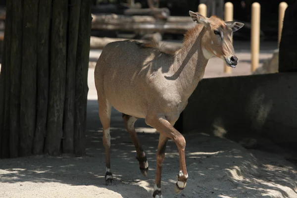 Nilgai (Boselaphus tragocamelus) — Stock Photo, Image