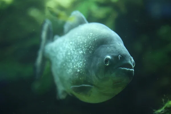 Menschenfressender Pygocentrus piraya — Stockfoto