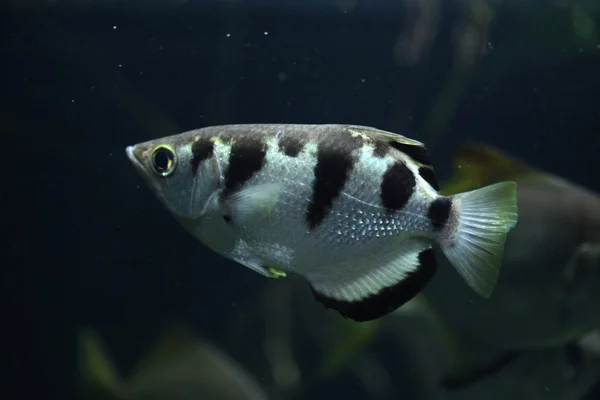 Spinner Banded archerfish — Stock Photo, Image