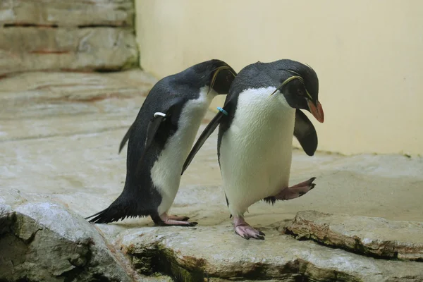 Północnej rockhopper pingwiny — Zdjęcie stockowe