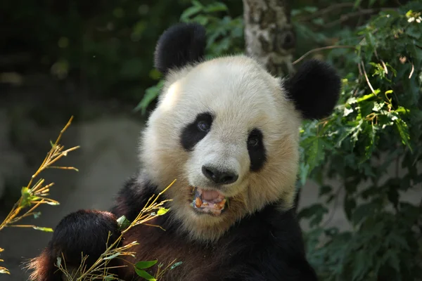 大熊猫吃 — 图库照片