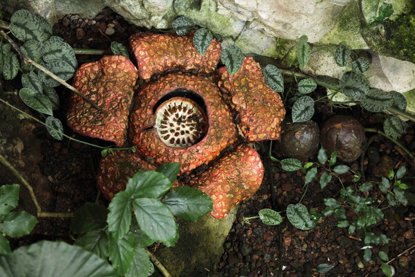 biggest flower Rafflesia