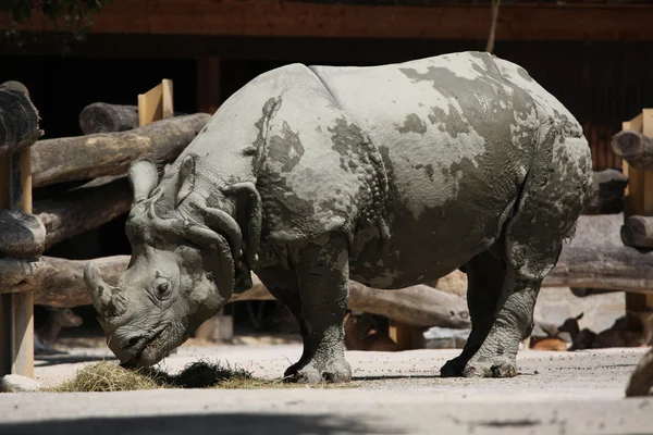 Adult Indian rhinoceros — Stock Photo, Image