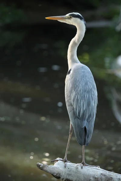 Great blue heron — Stock Photo, Image