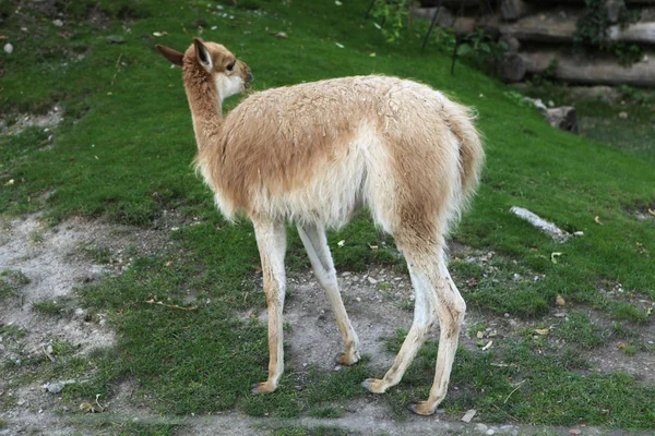 Vicuña (Vicugna vicugna) — Stockfoto