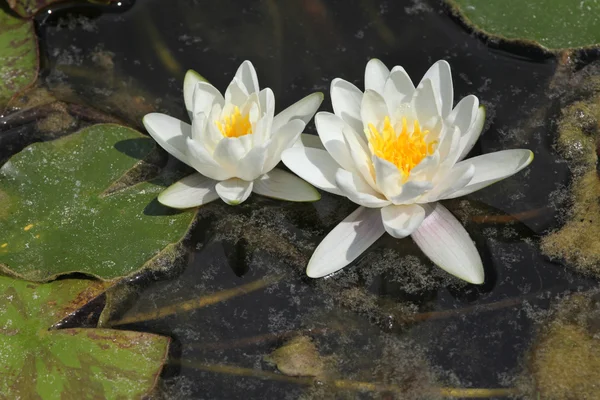 Stjärna lotus näckrosor — Stockfoto