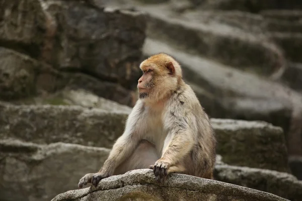 Macaco de Berbería (Macaca sylvanus) — Foto de Stock