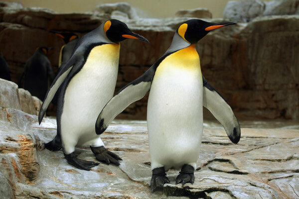 Funny King penguins (Aptenodytes patagonicus), Wild life animal
