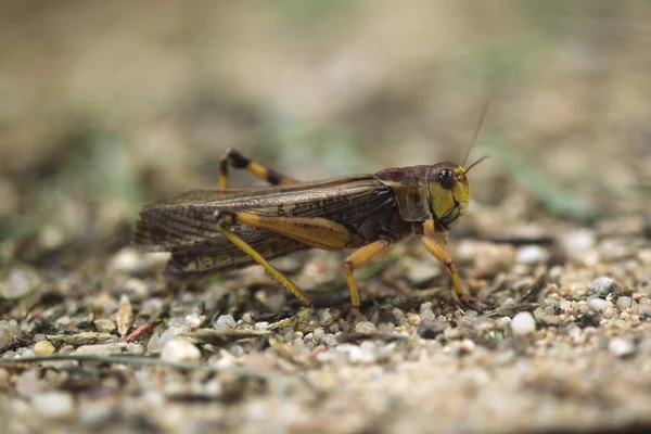 Gafanhoto migratório (Locusta migratoria ) — Fotografia de Stock