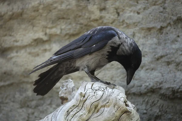 Corvo com capuz (Corvus cornix ) — Fotografia de Stock