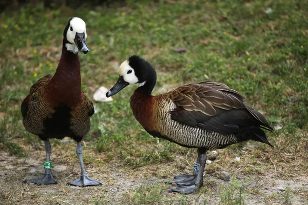 Patos silbantes de cara blanca — Foto de Stock