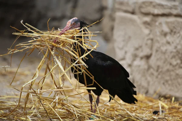 Northern bald ibis — Stock Photo, Image