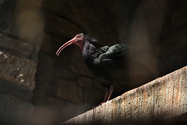 Northern bald ibis — Stock Photo, Image