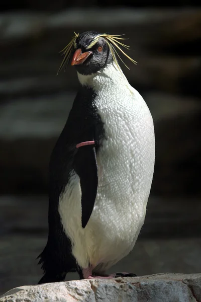 Severní rockhopper tučňák — Stock fotografie