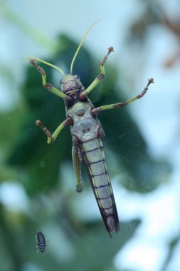 Dev çekirge (Tropidacris yaka)
