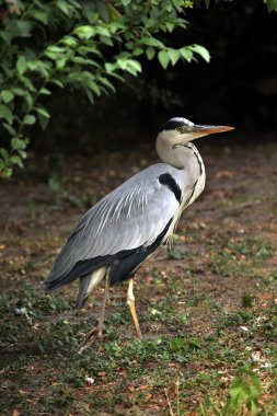 Büyük Mavi Balıkçıl