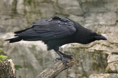 Genel Kuzgun (Corvus corax)