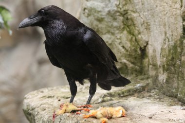 black Common raven clipart