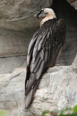 vahşi sakallı akbaba