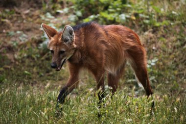 Maned wolf in grass clipart