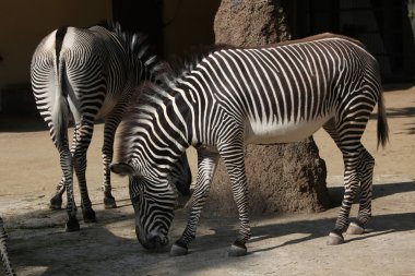 Grevy's imperial zebras clipart