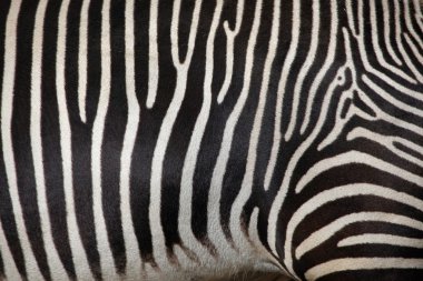 Grevy's zebra as background clipart