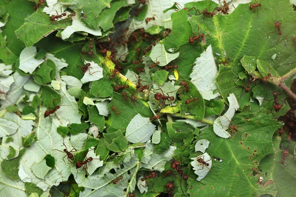 Leafcutter ants (Atta sexdens) — Stock Photo, Image