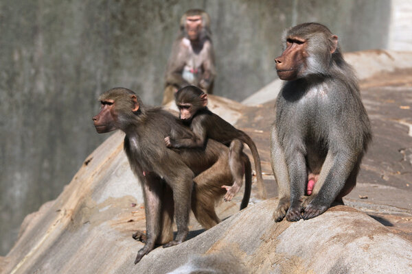 Hamadryas baboons (Papio hamadryas)