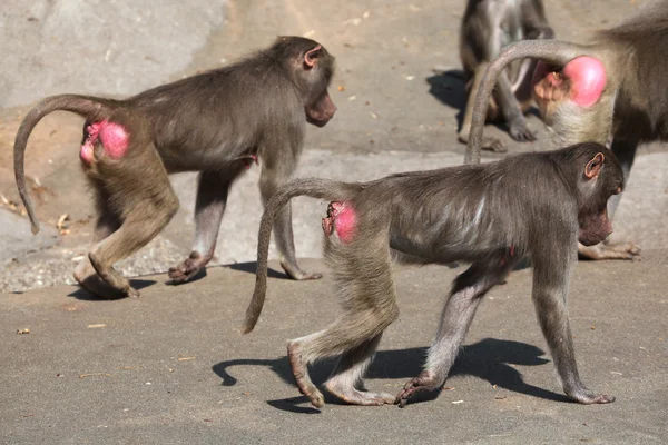 Hamadryas paviáni (papio hamadryas) — Stock fotografie