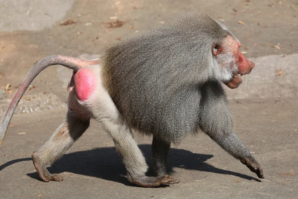 오래 된 남성 Hamadryas 원숭이 — 스톡 사진