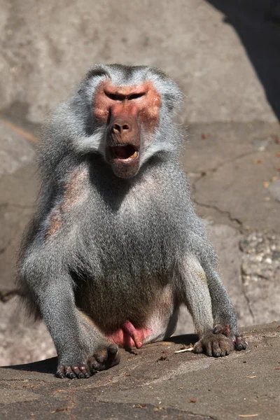 Velho babuíno Hamadryas — Fotografia de Stock
