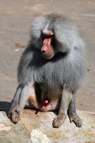 Viejo Hamadryas babuino — Foto de Stock