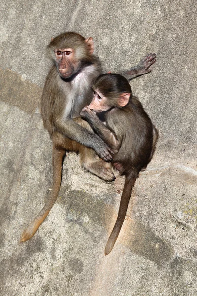 Jovens babuínos Hamadryas — Fotografia de Stock