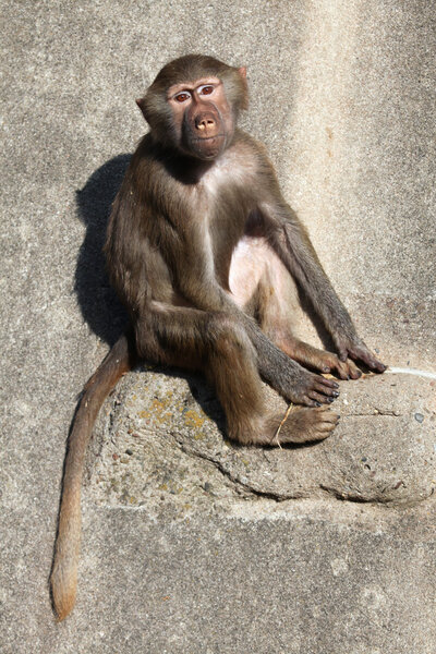 Young Hamadryas baboon