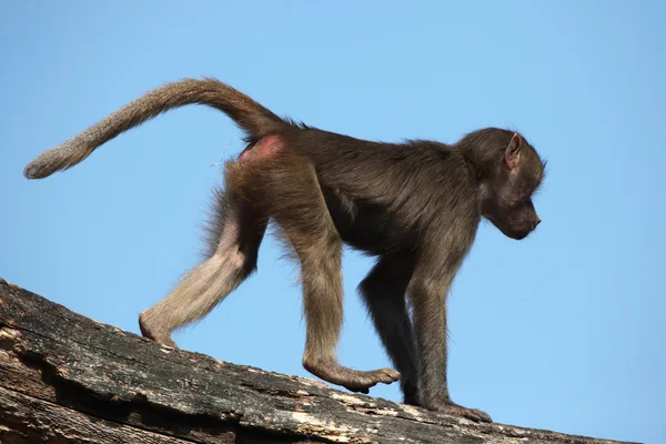 Hamadryas baboon (Papio hamadryas) — Stock Photo, Image