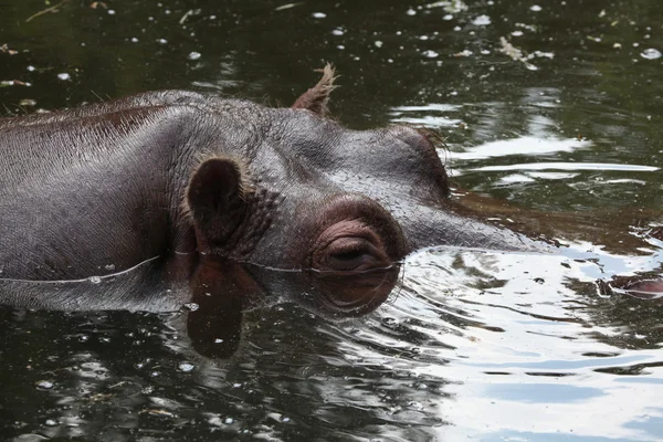 Hipopótamo (Hippopopotamus amphibius ) — Fotografia de Stock