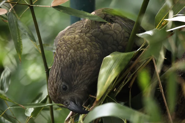 Kea on green tree — Stock Photo, Image