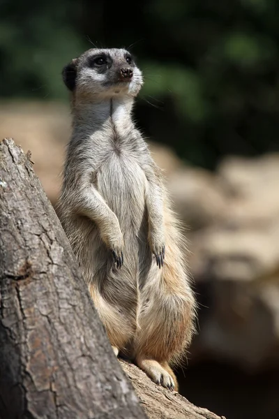 Suricata (suricata suricatta) — Fotografia de Stock