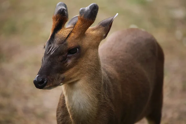 Muntjac chinês bonito — Fotografia de Stock