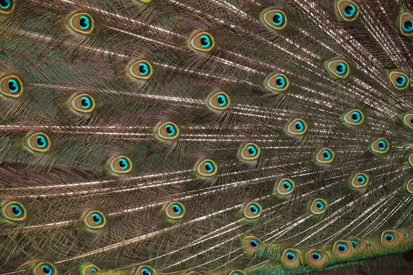 インド孔雀の羽 — ストック写真