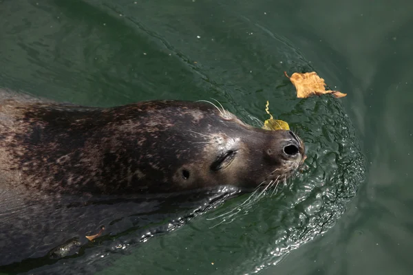 Hafenrobbe (Phoca vitulina)) — Stockfoto