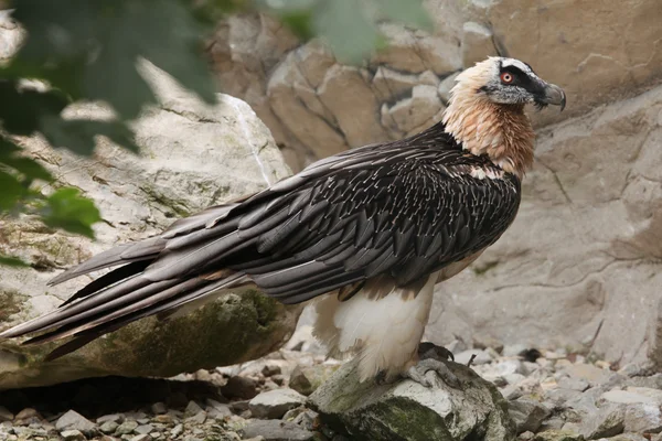 Avvoltoio barbuto selvatico — Foto Stock