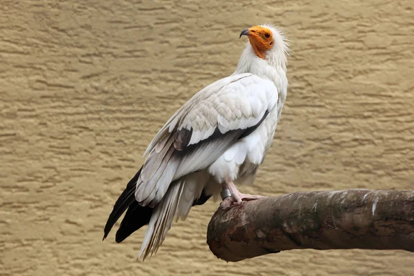 Vautour égyptien blanc — Photo