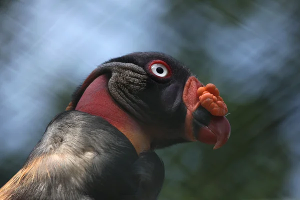 王ハゲタカ鳥 — ストック写真