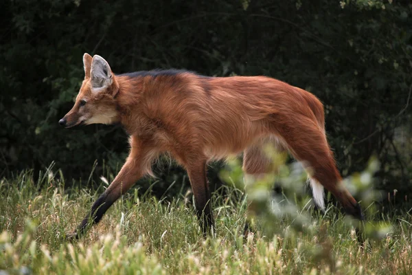 Maned wolf in grass — Stock Photo, Image