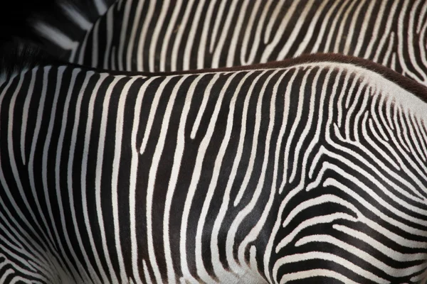 Grevy 's Zebra als Hintergrund — Stockfoto
